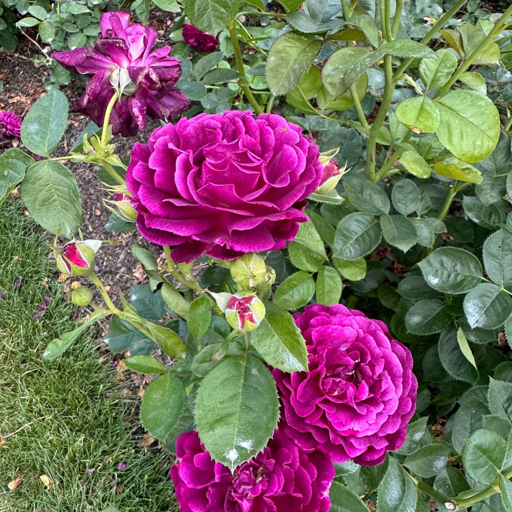 Meet your Posher, Laurie